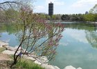 Shadows of flower and tower meet in the lake